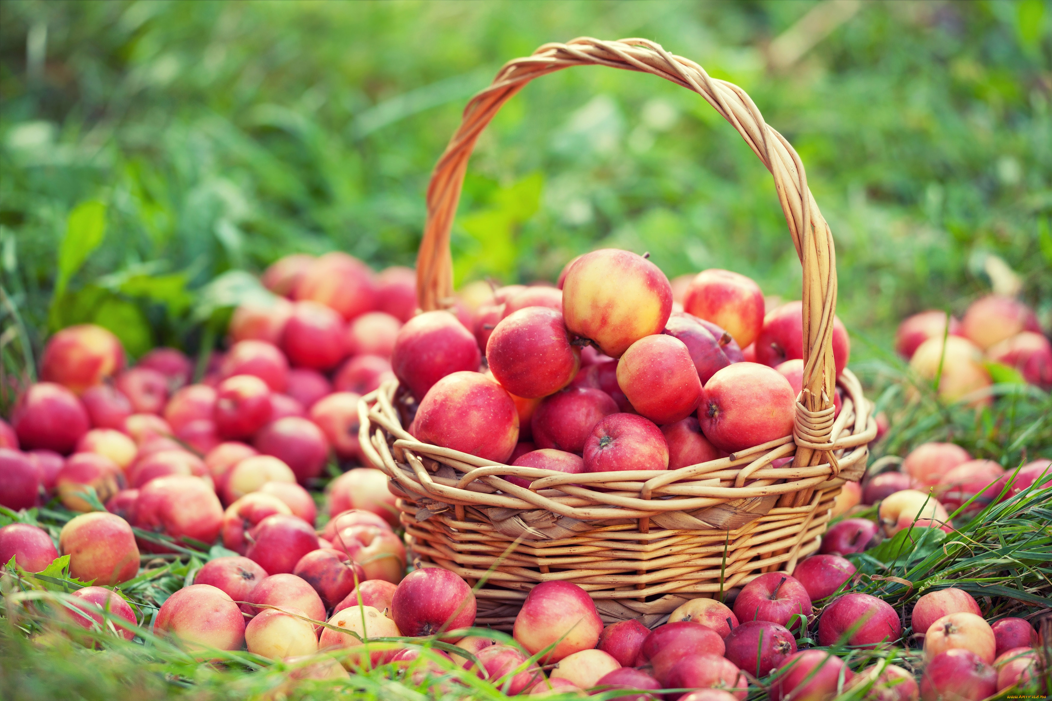 , , , wicker, many, apples, , 